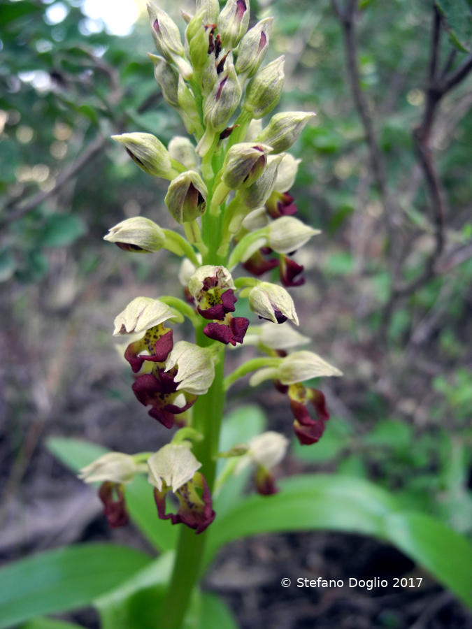 Orchis punctulata (Israele)